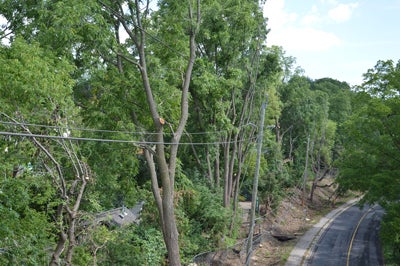 Tree tops along a power line